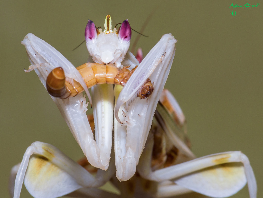 Orchid Praying Mantis | Wallpapers Heroes