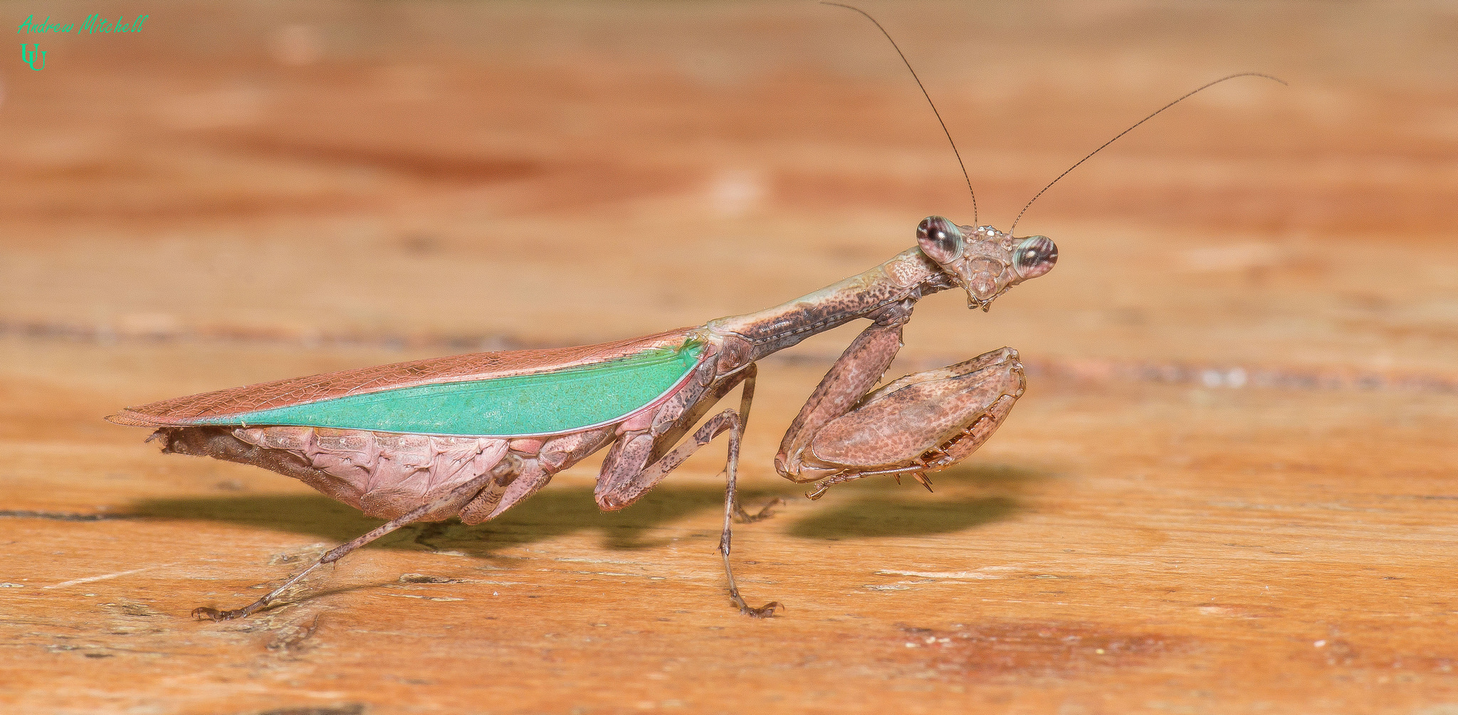 Acromantis Japonica Japanese Boxer Mantis 2nd Instar 3 X Nymphs