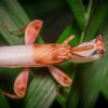 Hymenopus coronatus (Orchid Mantis) (Adult Male)