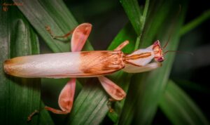 Hymenopus coronatus (Orchid Mantis) (Adult Male)