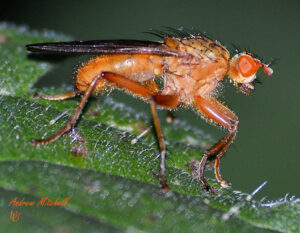 Drosophila hydei (large fruit fly)