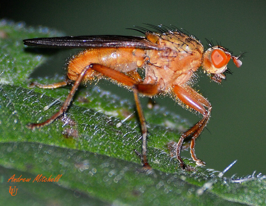 drosophila fruit fly experiment