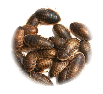 Dubia Roaches