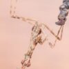 Empusa pennata (Conehead Mantis)