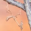 Empusa hedenborgii (Conehead Mantis)