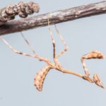 Empusa hedenborgii (Conehead Mantis)