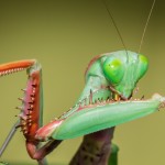 Hierodula majuscula (Giant Rainforest Mantis)