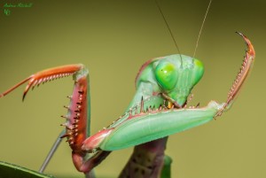 Hierodula majuscula (Giant Rainforest Mantis) Praying Mantis Sale