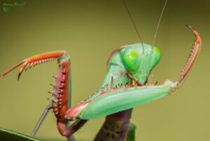 Hierodula majuscula (Giant Rainforest Mantis)