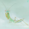 Hierodula sp 'Blue' (Malaysian Blue Mantis)