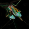 Hierodula sp 'blue' (Malaysian Mantis)
