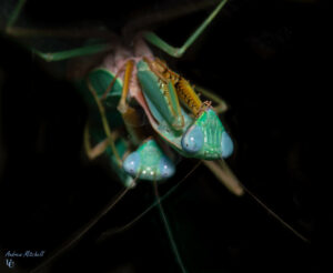 Hierodula sp 'blue' (Malaysian Mantis)