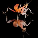 Hymenopus coronatus (Orchid Mantis) (Nymph)