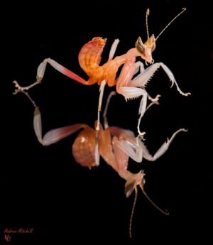 Hymenopus coronatus (Orchid Mantis) (Nymph)
