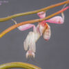 Hymenopus coronatus (Orchid Mantis)