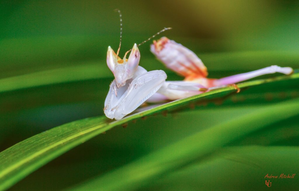 Hymenopus coronatus (Orchid Mantis) (Nymph) - The Praying Mantis