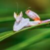 Hymenopus coronatus (Orchid Mantis) (Nymph)