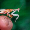 Hymenopus coronatus (Orchid Mantis) (Adult Male)