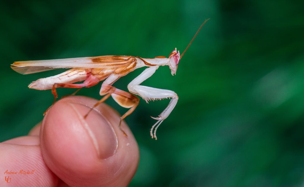 Hymenopus coronatus (Orchid Mantis) (Adult Male)