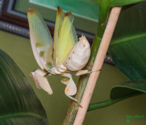 Hymenopus coronatus (Orchid Mantis) (Adult Female)