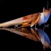 Hymenopus coronatus (Orchid Mantis) (Adult Male)