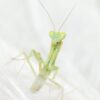 Orthodera novaezealandiae (New Zealand Mantis)