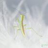 Orthodera novaezealandiae (New Zealand Mantis)