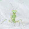 Orthodera novaezealandiae (New Zealand Mantis)