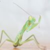 Orthodera novaezealandiae (New Zealand Mantis)