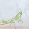 Orthodera novaezealandiae (New Zealand Mantis)