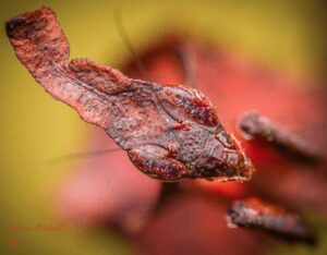 Ghost Mantis - phyllocrania paradoxa