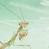 Polyspilota aeruginosa (Madagascan Marbled Mantis)