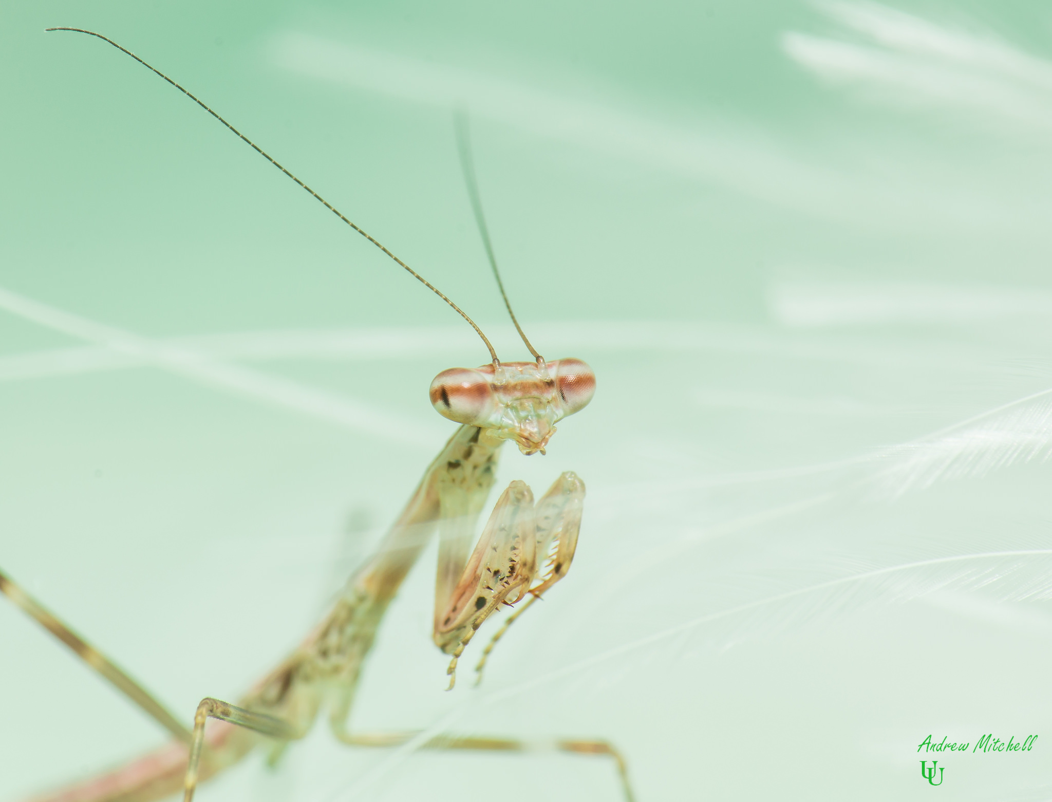 Polyspilota aeruginosa (Madagascan Marbled Mantis)