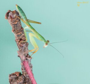 Rhombodera basalis (Giant Malaysian Shield Mantis)