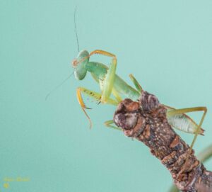 Rhombodera basalis (Giant Malaysian Shield Mantis)