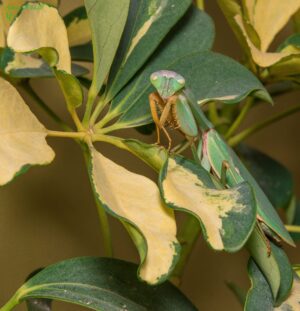 Rhombodera basalis (Giant Malaysian Shield Mantis)