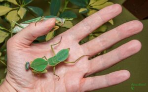 Rhombodera basalis (Giant Malaysian Shield Mantis)