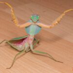 Giant Shield Mantis - Rhombodera basalis