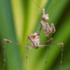 Sibylla pretiosa (The Cryptic Mantis) (6th instar)