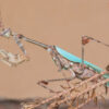 Sibylla pretiosa (The Cryptic Mantis) (Adult Female)