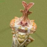 Sibylla pretiosa (The Cryptic Mantis)