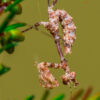 Sibylla pretiosa (The Cryptic Mantis) (3rd instar) 1 x nymph - Image 6
