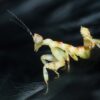 Theopropus elegans (Banded Flower Mantis)