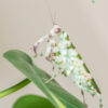 Theopropus elegans (Banded Flower Mantis)