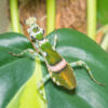 Theopropus elegans (Banded Flower Mantis)