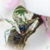Theopropus elegans (Banded Flower Mantis)