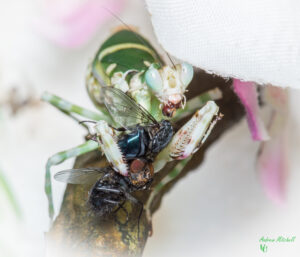 Theopropus elegans (Banded Flower Mantis)