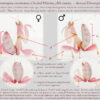 Hymenopus coronatus (Orchid Mantis) (5th instar - Sexual dimorphism)