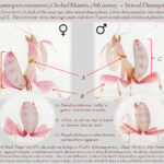 Hymenopus coronatus (Orchid Mantis) (5th instar - Sexual dimorphism)