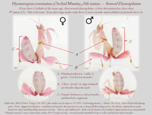 Hymenopus coronatus (Orchid Mantis) (5th instar - Sexual dimorphism)